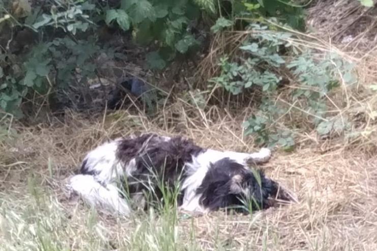 За один день в Кілії отруїли 25 собак і котів: зооволонтери б’ють на сполох